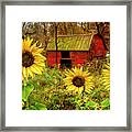 Red Barn In Sunflowers Ii Framed Print