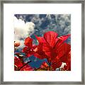 Red Bougainvillea Flowers, White Clouds, Blue Sky Framed Print