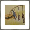 Red-breasted Nuthatch Framed Print