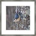 Red Breasted Nuthatch Striking A Pose Framed Print