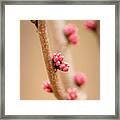 Red Bud Buds 2 Framed Print