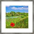 Red Corn Poppies At Blanco River State Park Framed Print
