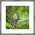 Red-crowned Woodpecker Framed Print