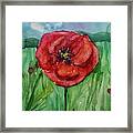 Red Flower Framed Print