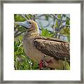 Red-footed Booby Perched High In Tree Framed Print