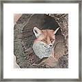 Red Fox In Hollow Log Framed Print