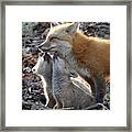 Red Fox Kits And Parent Framed Print
