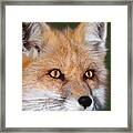 Red Fox Portrait Wildlife Rescue Framed Print