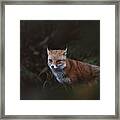 Red Fox Woods Framed Print