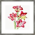 Red Gladiolus Framed Print