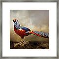 Red Golden Pheasant Framed Print
