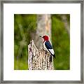 Red-headed Woodpecker Framed Print
