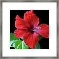 Red Hibiscus Portrait Framed Print