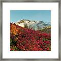 Red Huckleberry In Front Of Mount Rainier Framed Print
