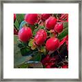 Red Is The Color Of Love Framed Print