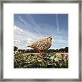 Red Legged Partridge Bird Close Up On Hedge Framed Print