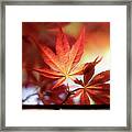 Red Maple Leaves At Sunset Framed Print