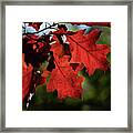 Red Oak Leaves In Autumn Framed Print