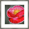Red Poppy Bloom Against A Gray Background Framed Print
