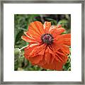 Red Poppy Blooms On The Green Summer Meadow Framed Print