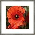Red Poppy Flower In Bloom Framed Print