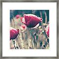 Red Poppy Flower In Countryside Field. Summer Landscape With Wil Framed Print