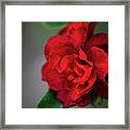 Red Quince Framed Print