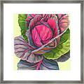 Red Red Cabbage Framed Print