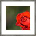 Red Romance Rose Framed Print