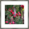 Red Rose Dream Framed Print