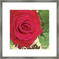 Red Rose Framed Print