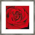 Red Rose Framed Print