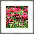 Red Roses Garden Background Framed Print