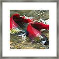 Red Salmon Couple Framed Print