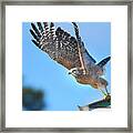 Red Shoulder Hawk Taking Off Framed Print