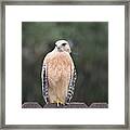 Red Shouldered Hawk In The Rain Framed Print