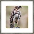 Red-shouldered Hawk On Fence Framed Print