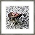 Red Spotted Lanternfly Closeup Framed Print
