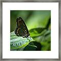 Red Spotted Purple Admiral Butterfly Framed Print