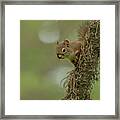 Red Squirrel Peeks Out From Mossy Tree Framed Print