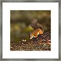 Red Squirrel Searching For Nuts For Winter Framed Print