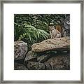 Red Squirrels Rock Wall 1 Framed Print