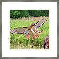 Red Tail Framed Print