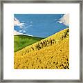 Red Tail, Yellow Hills Framed Print