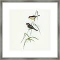 Red-tailed Finch, Estrelda Ruficauda Framed Print