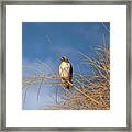 Red Tailed Hawk From Arroyo Hondo Nm Framed Print