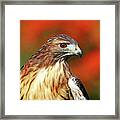 Red Tailed Hawk Profile Framed Print