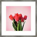 Red Tulip Bouquet On Pastel Pink Background. Minimal Creative Fl Framed Print