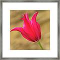 Red Tulip Framed Print