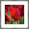 Red Tulip On Art Hill Framed Print